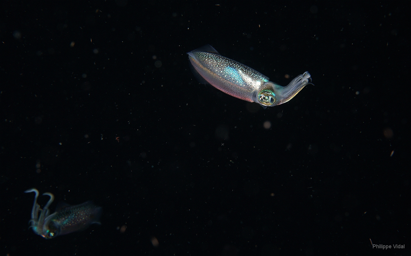 Birmanie - Mergui - 2018 - DSC02787 - Bigfin reef squid - seiche - Sepioteuthis lessoniana.JPG